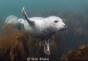 Playful grey seals in the Farne Islands. by Nick Blake 